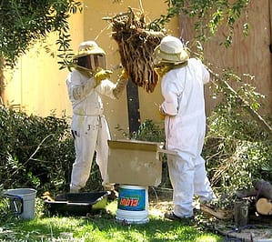 pest control