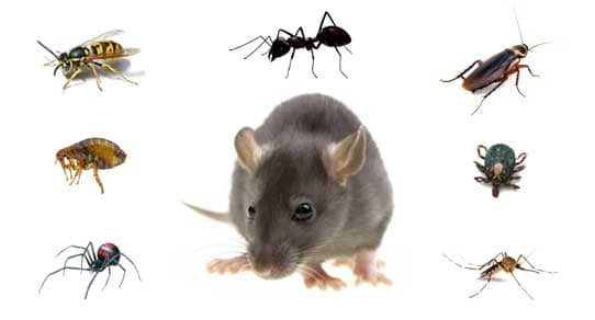 Pest Control 04